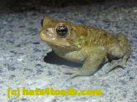 /home//u458753944/public_html/sourcegallery//Roxborough Toad Detour/2013-2019/2013/2013-04-18/P1120195.JPG